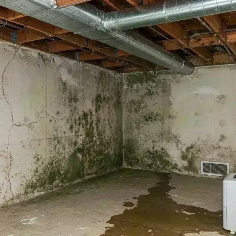 Professional Mold Removal in Lincoln Square, IL